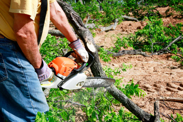 Best Stump Grinding and Removal  in Warrenvle, IL